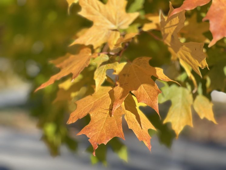楓葉國的弗里曼楓 Freeman Maple - 虎媽在溫哥華 Asian Mom In Vancouver